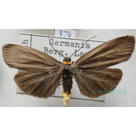 Atolmis rubricollis (Linnaeus, 1758) Powrózka rudoszyjka Deutschland37k